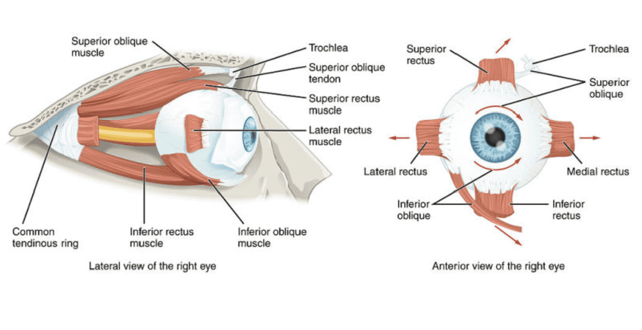 Identification of Ocular Biomarkers for the Development of an Early Stage Diagnostic Tool for Neurodegenerative Disease