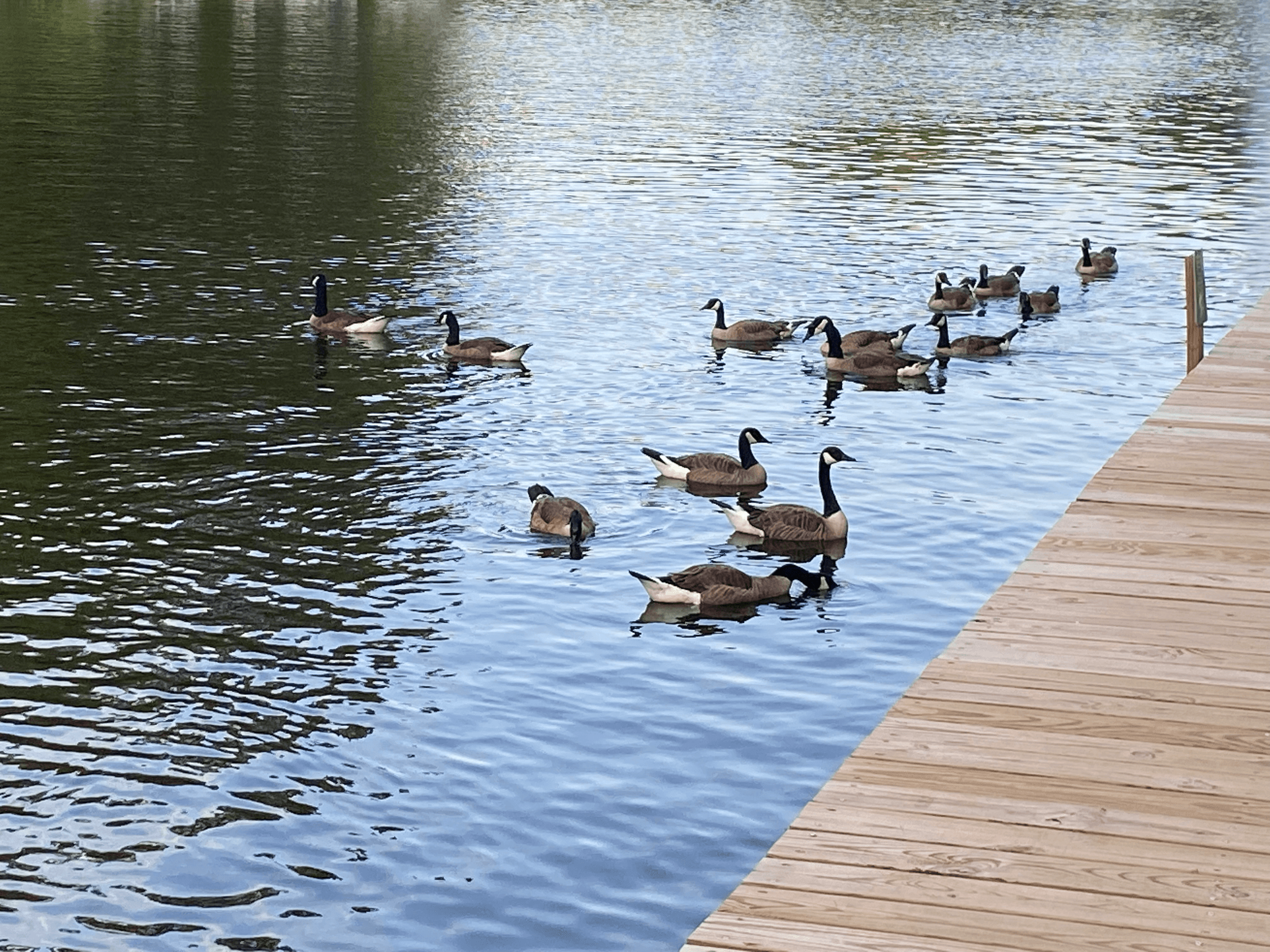 Canadian Geese.