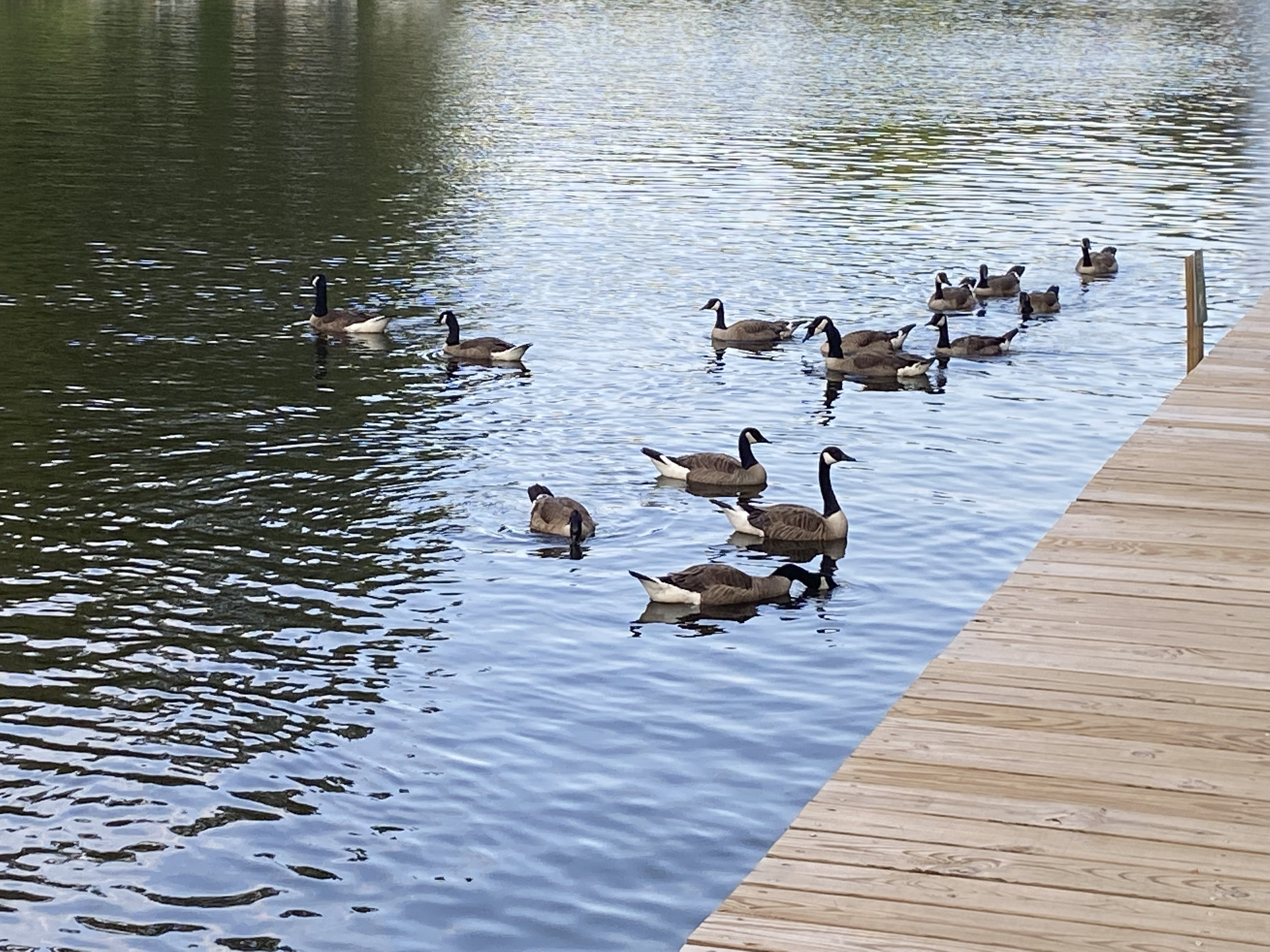 Canadian Geese.
