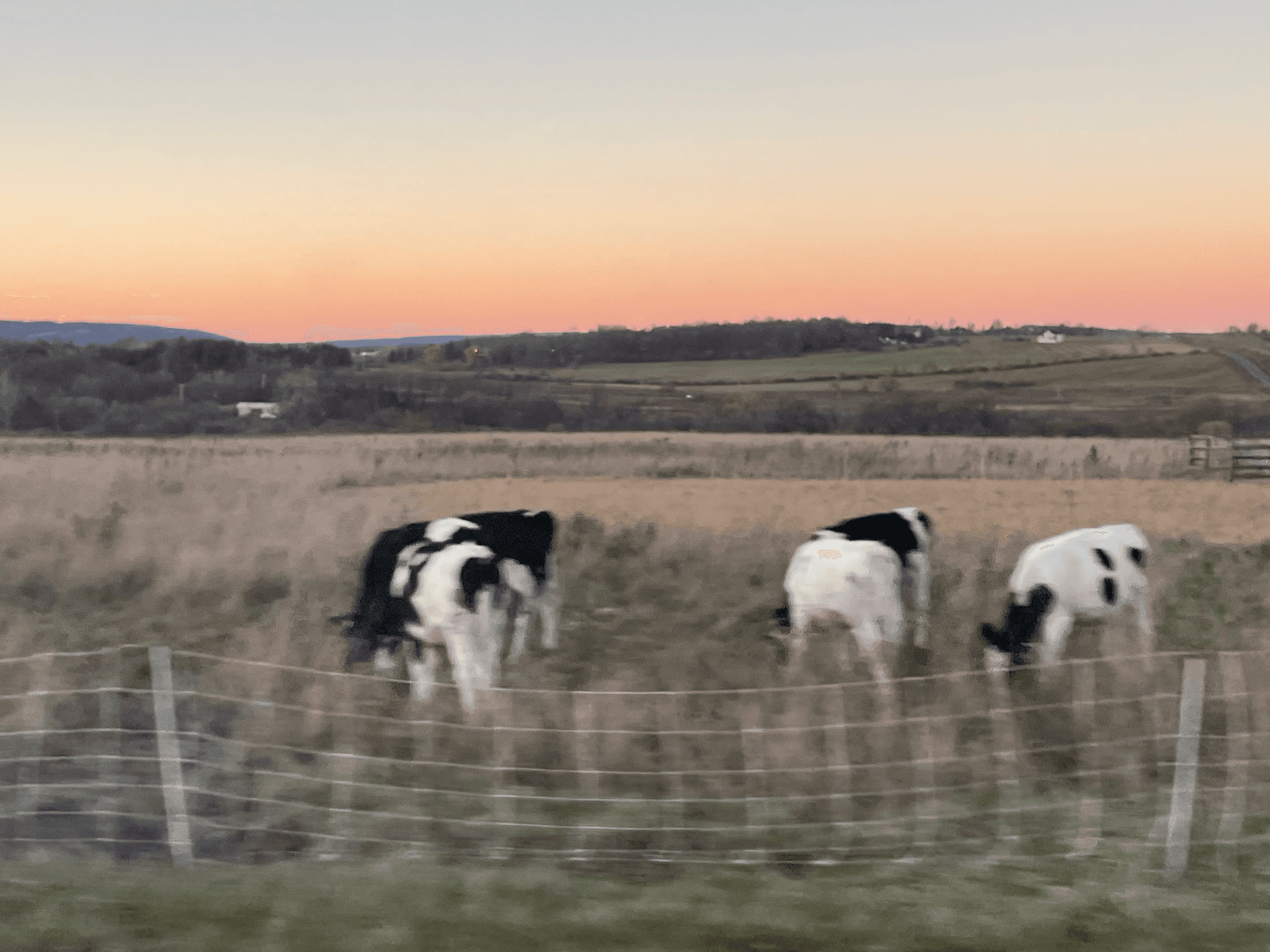 Surreal photo of cows in Upstate NY.