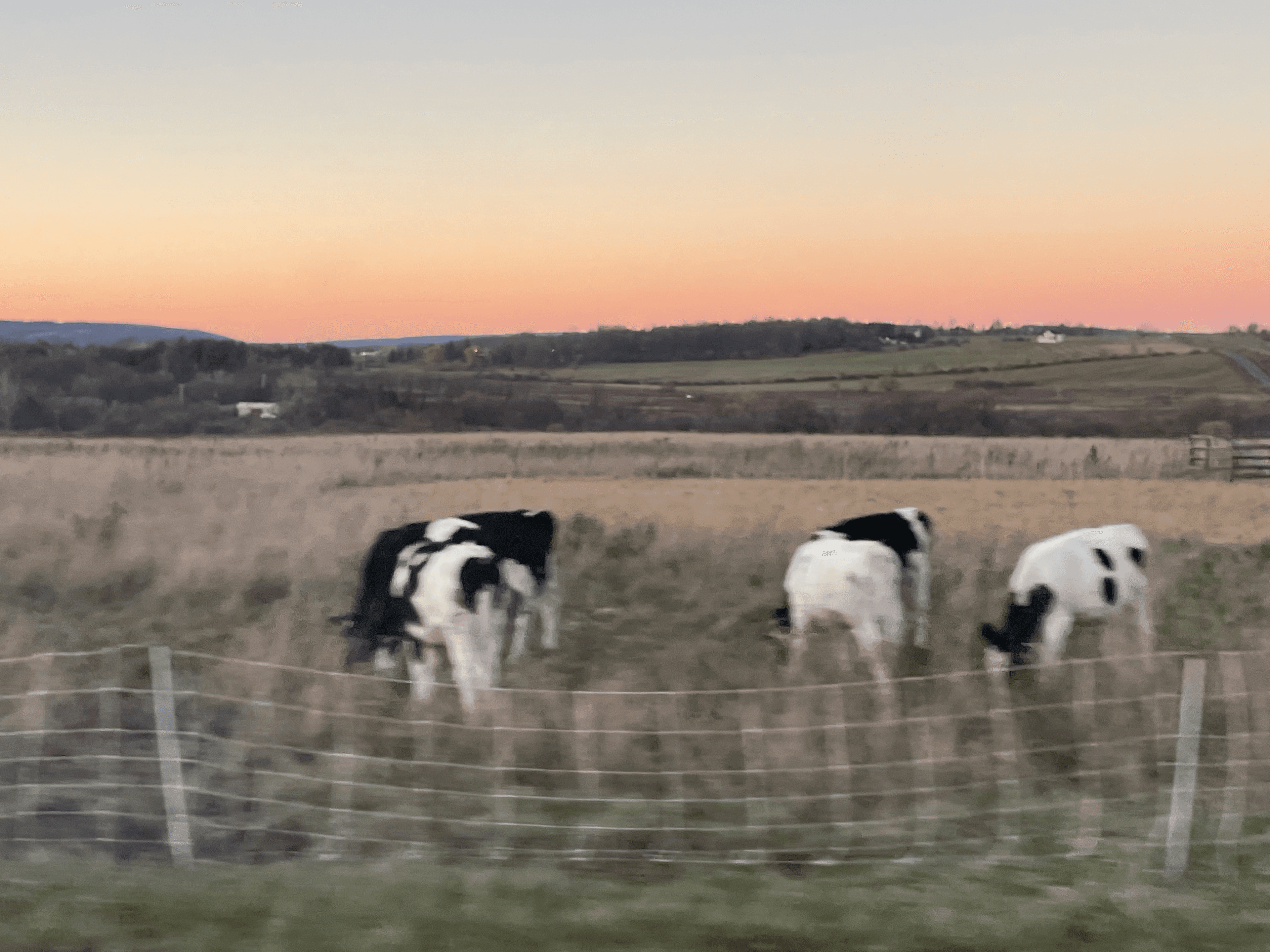 Surreal photo of cows in Upstate NY.