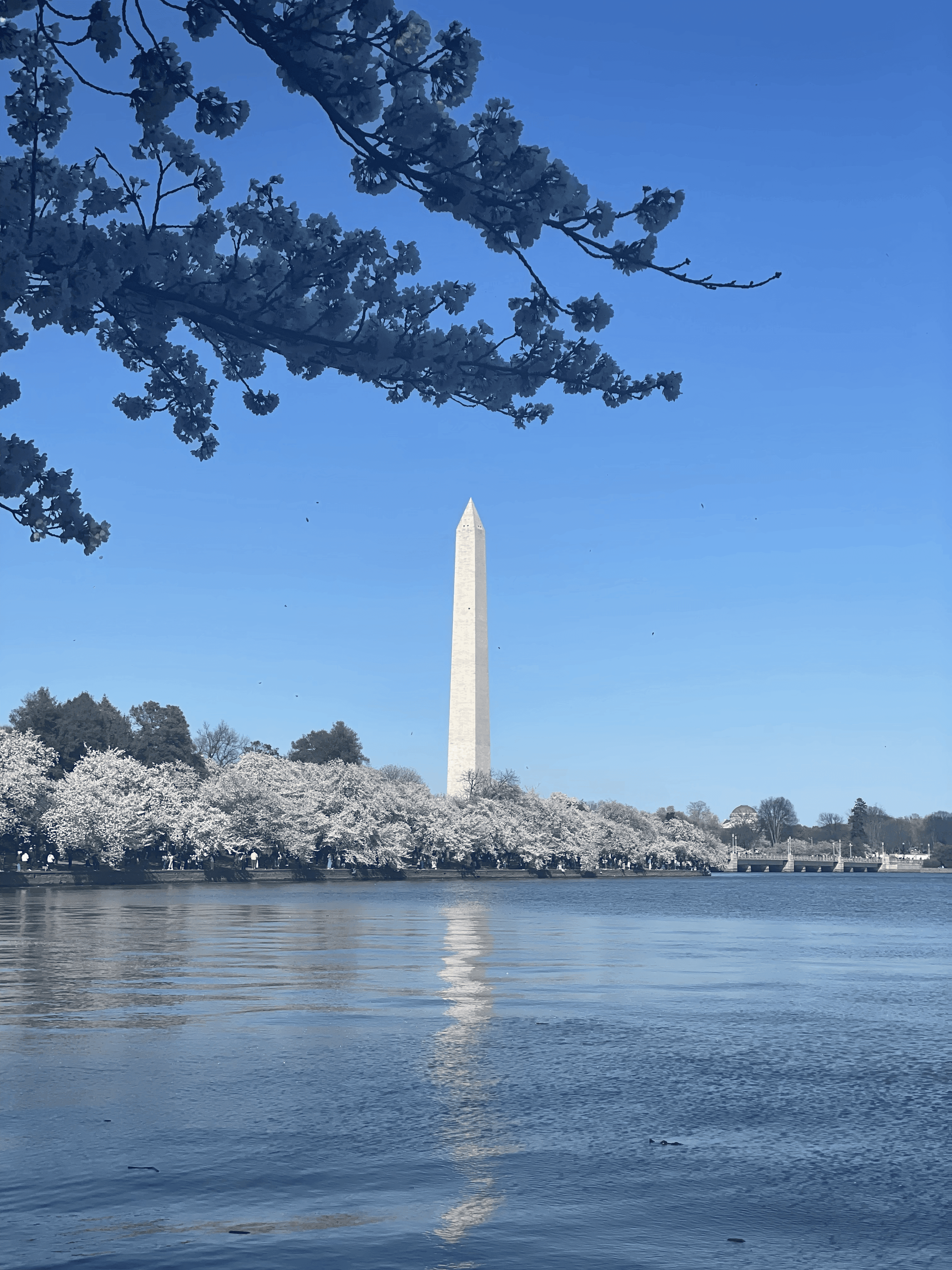 The Washington Monument in Washington, DC.